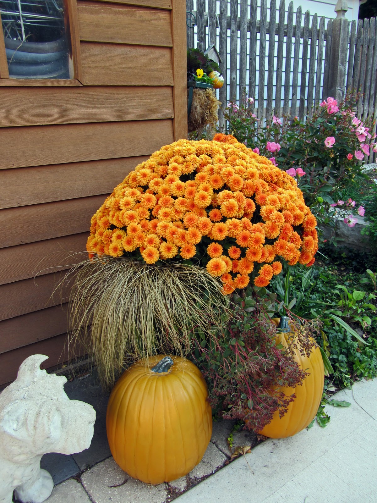 have to admit that Mums give that punch of color to the fall garden.