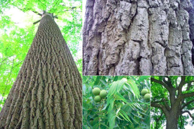 black walnut tree