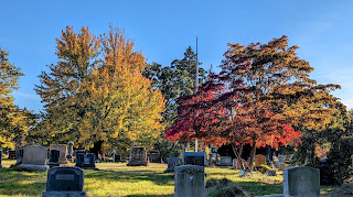 Trees with different colored leaves in a cemetery