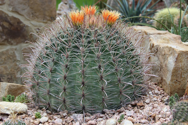 fishhook barrel cactus