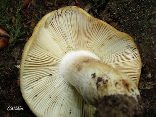 Russula farinipes IMG14811