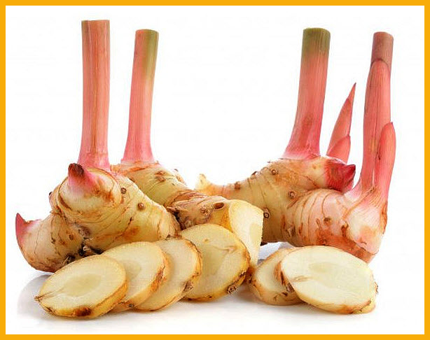 How long is the harvest period for galangal? Galangal harvest is done after the plants are 10-12 months old. Galangal plants that are ready to harvest have the characteristics of the leaves that are starting to wither. Harvesting is done by dismantling the rhizome with a ground fork rhizome, then the fork is slowly lifted upward.