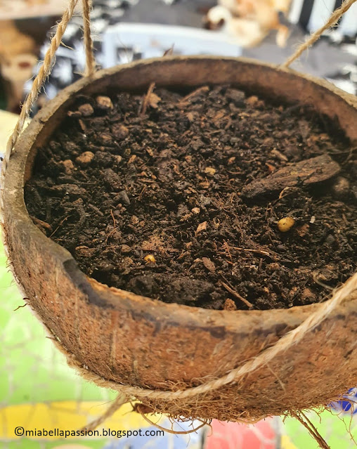 Coconut Hanging Planters