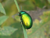 Chrysolina (Synerga) herbacea DSC02837