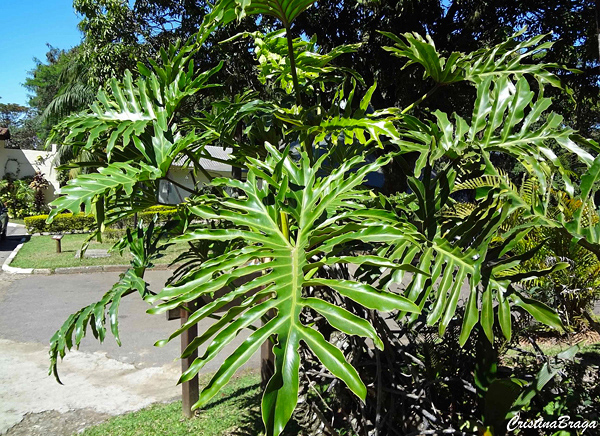 Guia-completo-Guaimbê-Philodendron-bipinnatifidum