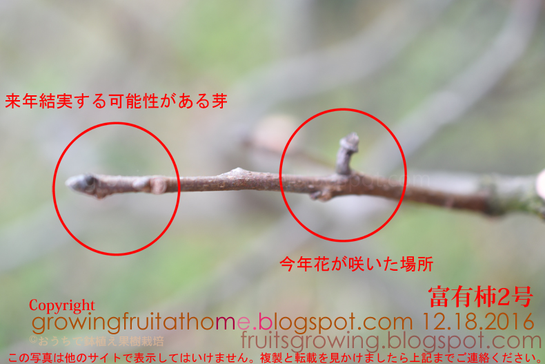 コンパクトな柿の木の剪定方法 家庭向け おいしい鉢植え果樹の栽培育て方 自宅を果樹園に コンパクトな柿の木の剪定方法 家庭向け おいしい鉢植え果樹の栽培育て方 自宅を果樹園に