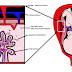 ANÁLISIS DE ADN FETAL GRATUITO 