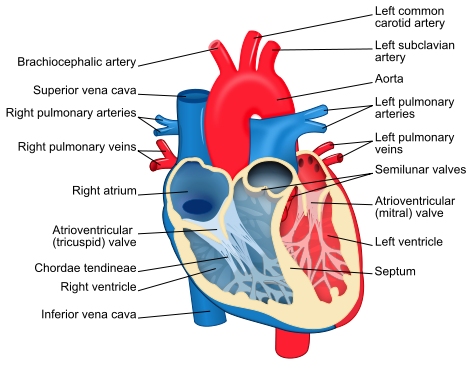 human heart diagram labeled. human heart labeled.