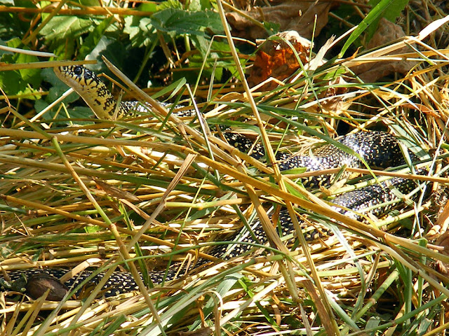 Western Whip Snake Hierophis viridiflavus, Indre et Loire, France. Photo by Loire Valley Time Travel.