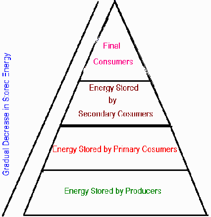 food chain pyramid worksheet. food chain pyramid. food chain
