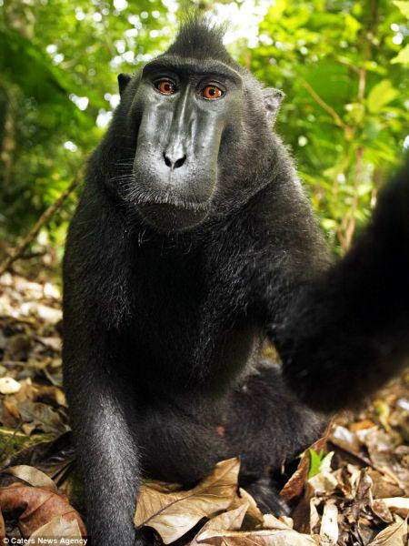Gambar Binatang: Monyet Sulawesi