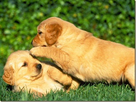 Cursos de Adiestramiento Canino8