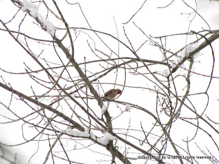 Northern Cardinal