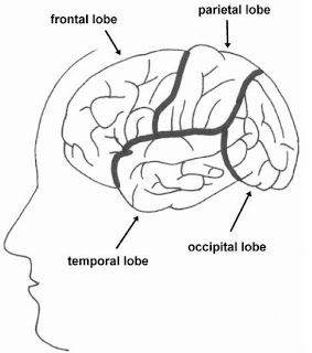 Basic structures of the forebrain