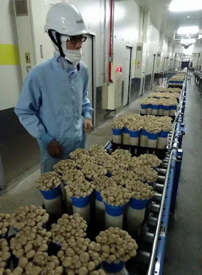 Mushroom company in Poland