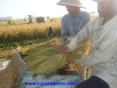 Proses perontokkan padi