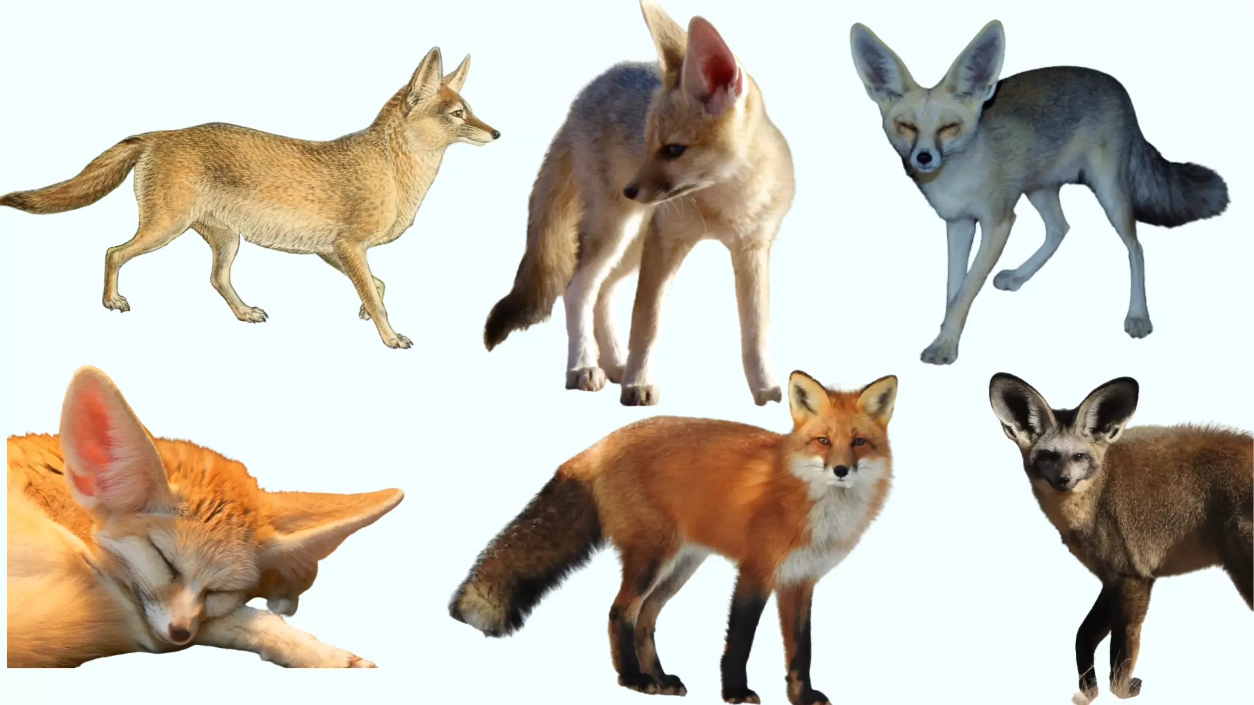 Types of Foxes in Africa