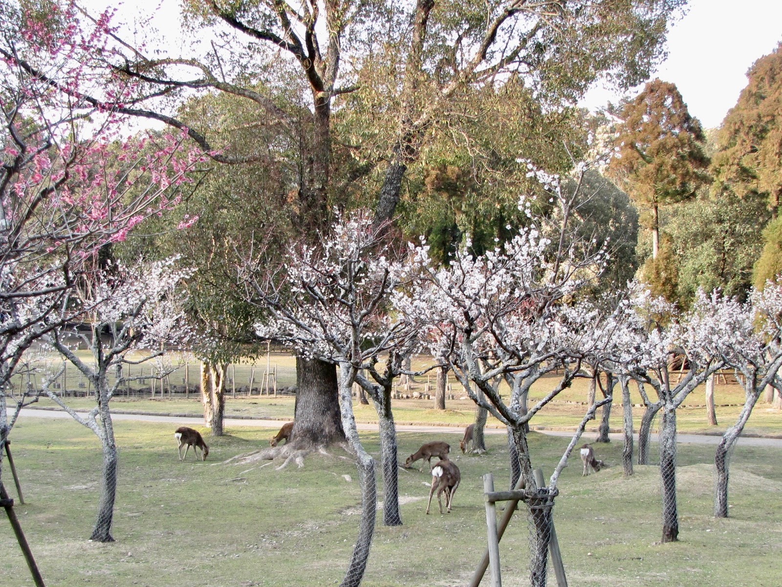 ならまち かみつみち弁当 はり新 はり新の観光案内 奈良公園 片岡梅林の梅が見頃を迎えました