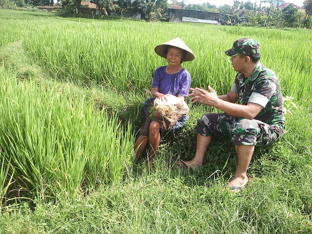 KodimKaranganyar - Komsos Babinsa Berikan Motifasi Petani Di Wilayah Binaannya