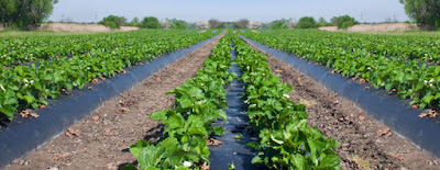 Agricultural Fumigants Market