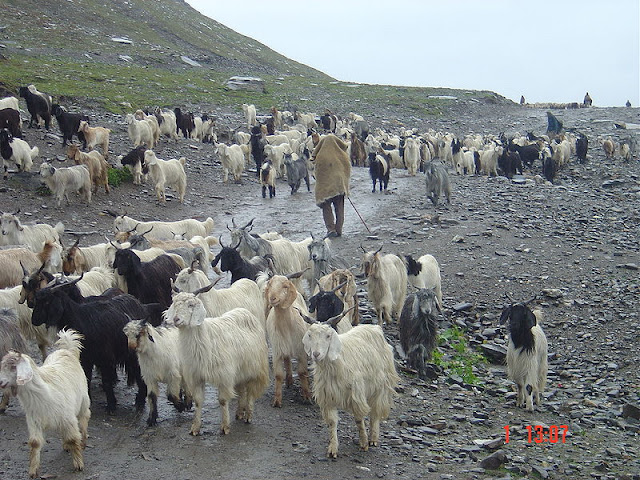 Manali