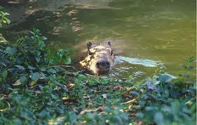 capybara