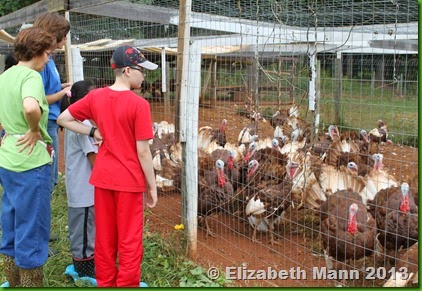 Turkeys