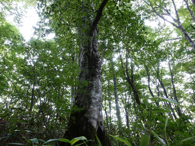 烏ヶ山登山道