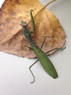 https://uncuartodecole.wordpress.com/2015/10/21/nuestra-mantis/