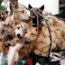Yulin Festival Must Stop in China to save 10,000 Dogs Every Year