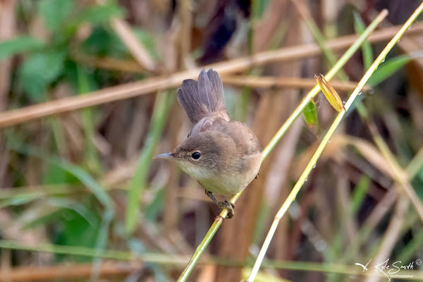 Reed warbler