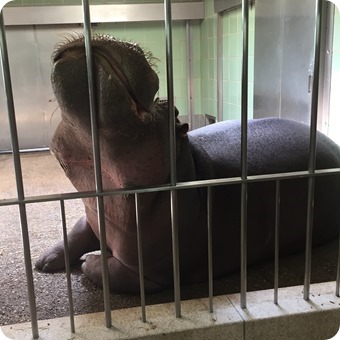 Hippo at Cheyenne Mountain Zoo