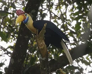 satwa burung halo di hutan lambusango