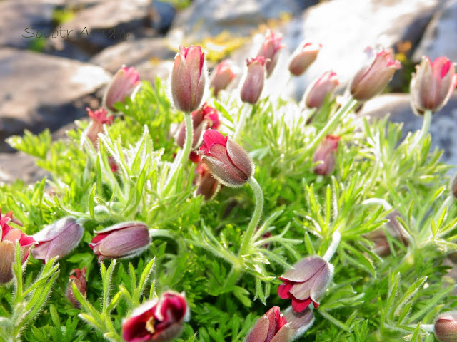 Pulsatilla cernua