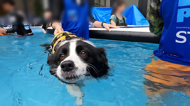 保護犬 ボーダーコリー トーマ ペテモフェス