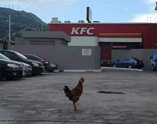 CHICKEN OUTSIDE KFC