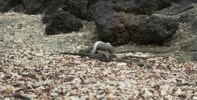 Watch VIDEO as this small marine Iguana escaped hundreds of snakes