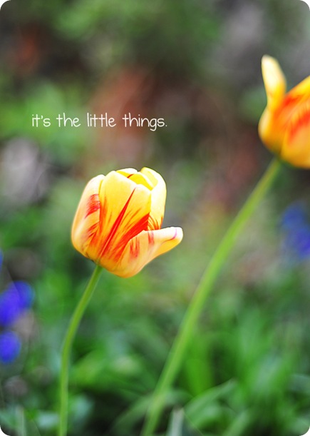 tulip little thingsweb