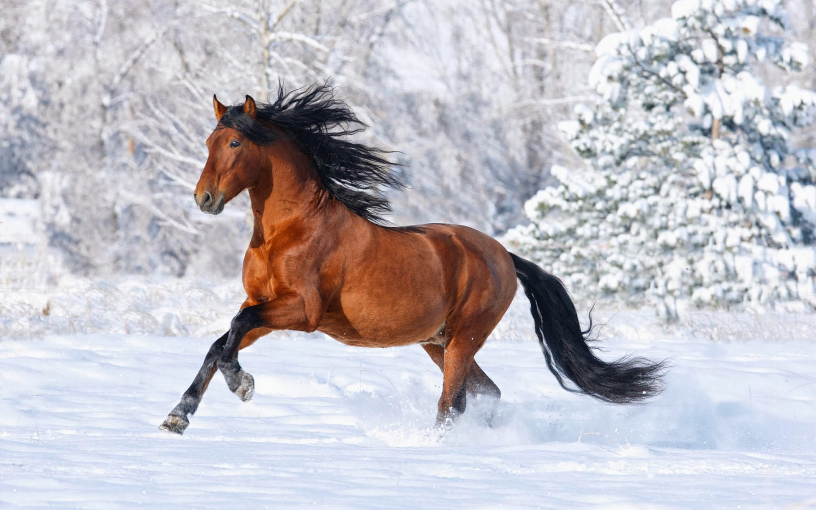 Horse Running in Snow