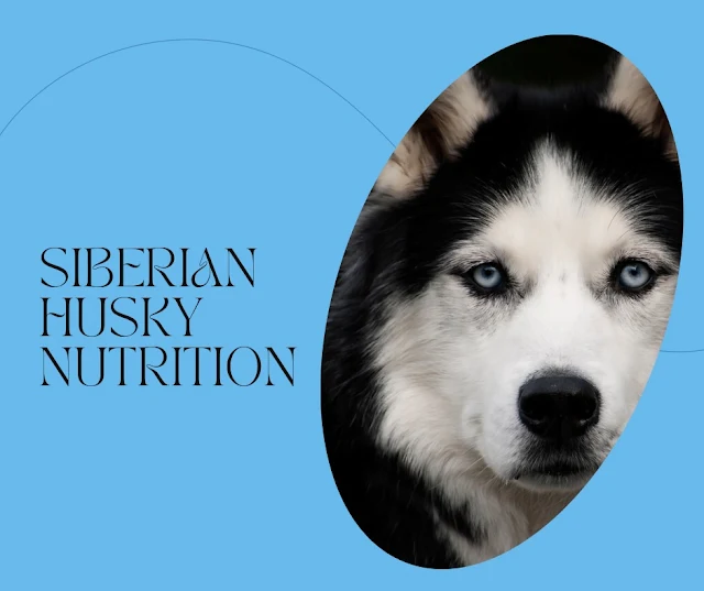 husky portrait on blue poster siberian husky nutrition