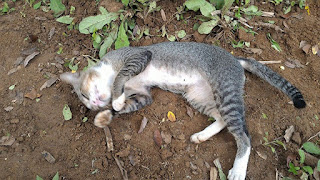 Gatita con el corazón roto ha pasado 1 año junto a la tumba de su dueño muerto