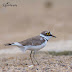 பட்டாணி உப்புக்கொத்தி [Little ringed Plover]