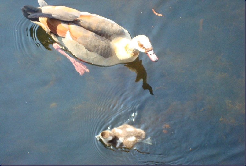 naar broek in waterland 437