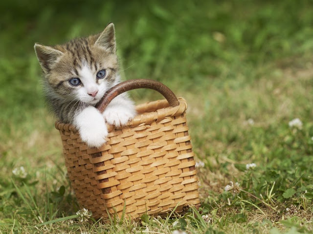 Funny cat pictures part 14, cat in basket