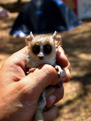 cutest smallest animals 06 Binatang   Binatang Termungil dan Terlucu di Dunia (FULL FOTO)