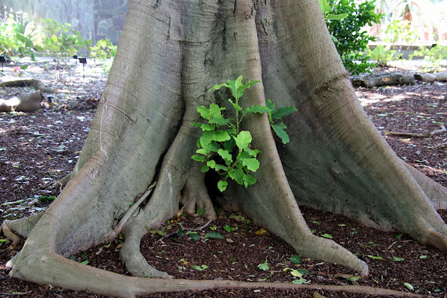 Ficus nymphaeifolia