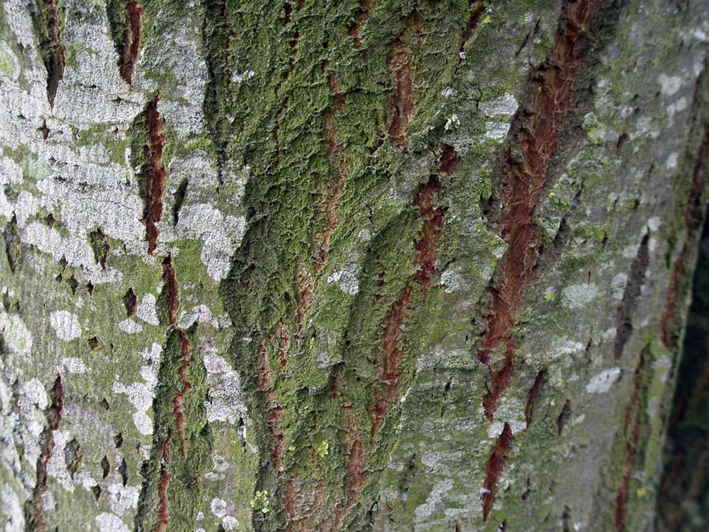 Wallpapers Tree Bark Wallpapers Afalchi Free images wallpape [afalchi.blogspot.com]