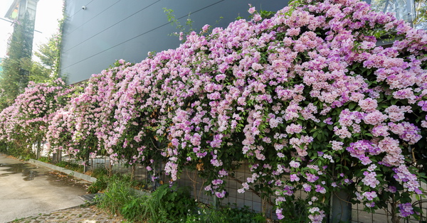 台中南屯蒜香藤秘境，綿延30公尺蒜香藤花牆，綠的傢俱向上店旁