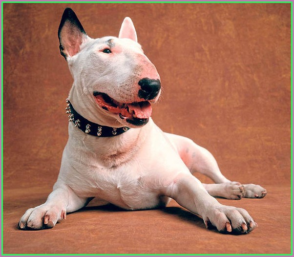 Mini Bull Terrier Puppies For Sale