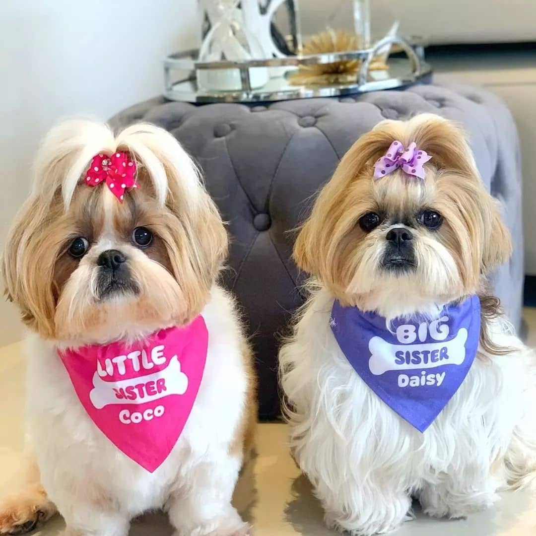 -little-big-sisters-bandanas-for-dogs